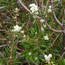 Image of Grevillea pilulifera (Lindl.) Druce