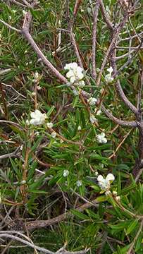 Image of Grevillea pilulifera (Lindl.) Druce