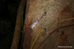 Image of Indomalayan Pencil-tailed Tree Mouse