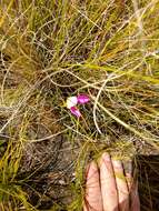 صورة Disa filicornis (L. fil.) Thunb.