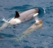 Image of killer whale