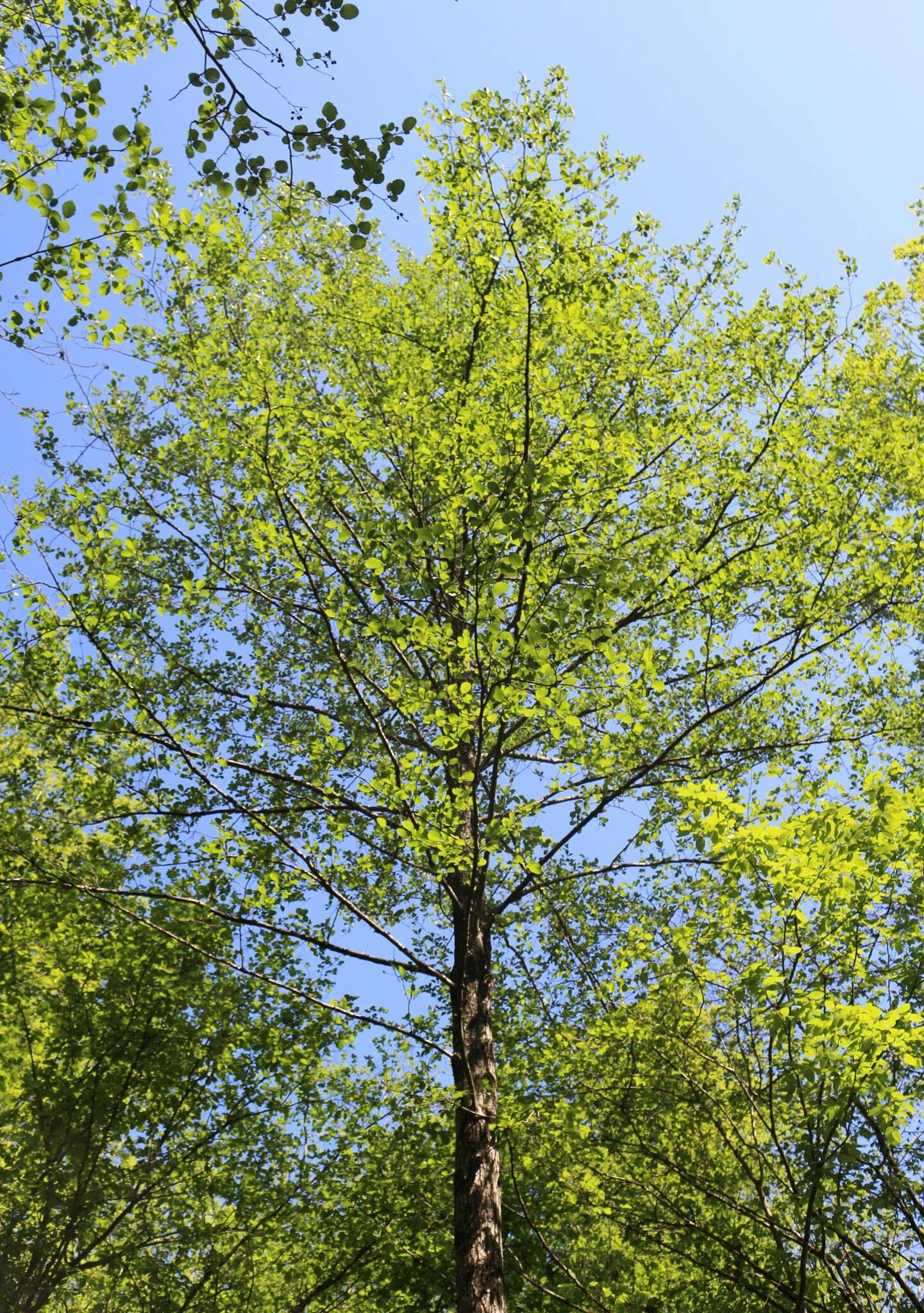 Image of Alnus glutinosa subsp. barbata (C. A. Mey.) Yalt.