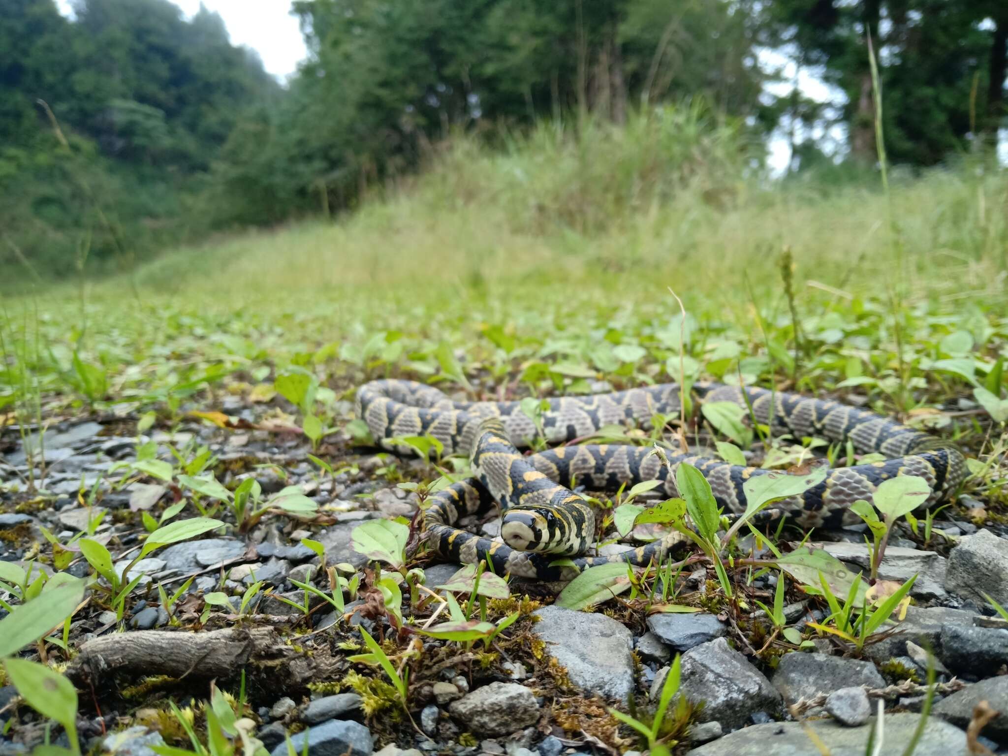 Image of Mandarin Ratsnakes