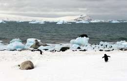 Plancia ëd Pygoscelis antarcticus (Forster & JR 1781)