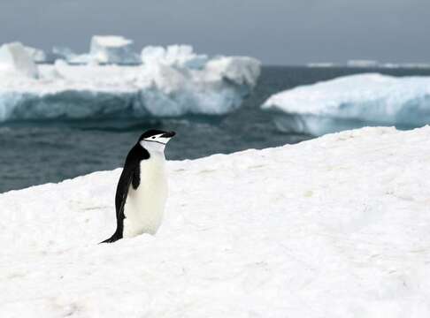 Image of Chinstrap Penguin