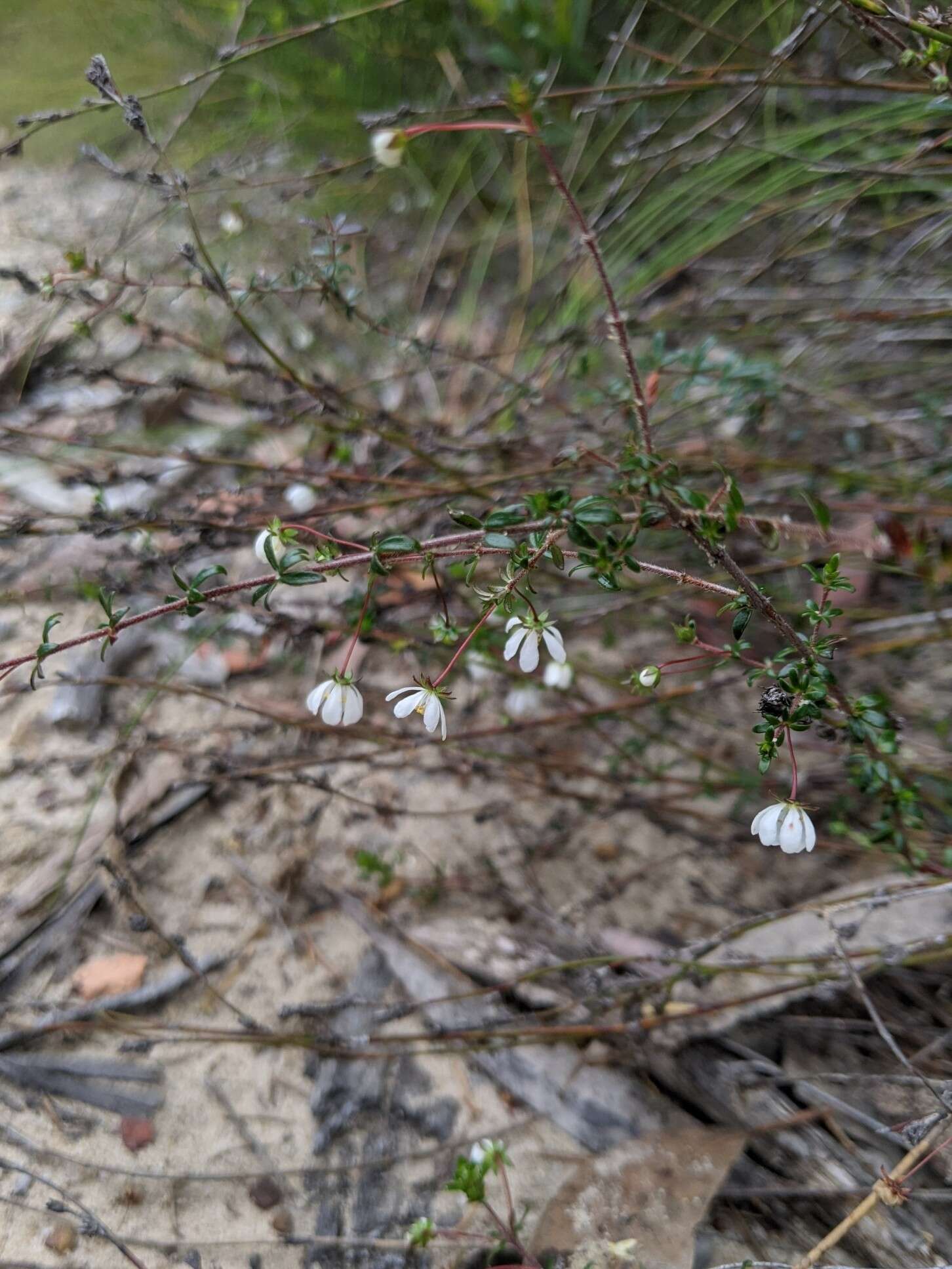 Sivun Bauera microphylla Sieber ex DC. kuva