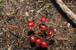 Image of Drosera huegelii var. phillmanniana