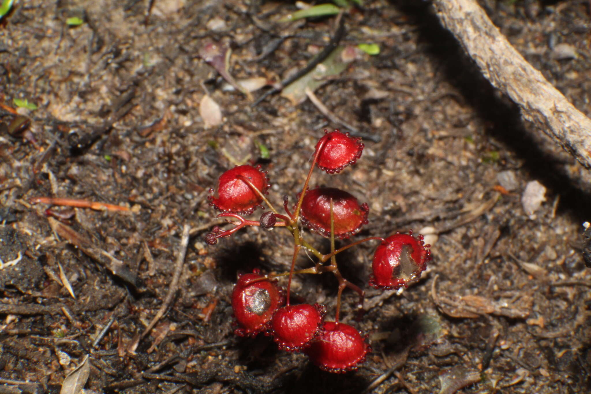 Imagem de Drosera huegelii var. phillmanniana