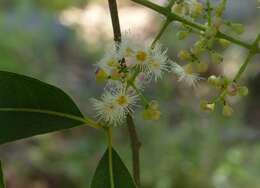 Image de Syzygium salicifolium (Wight) J. Grah.