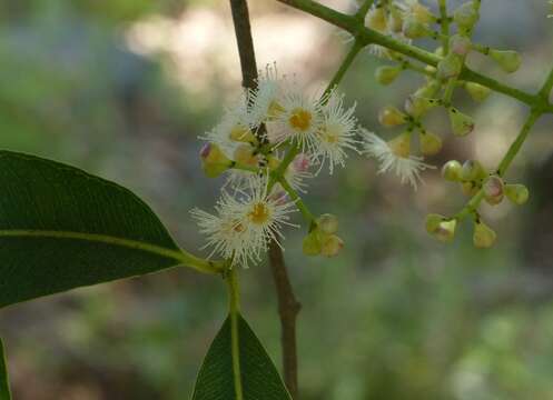 Image de Syzygium salicifolium (Wight) J. Grah.