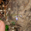 Image of Lobelia flexuosa subsp. flexuosa