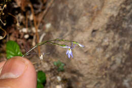 Image of Lobelia flexuosa subsp. flexuosa