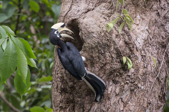 Image of Oriental Pied Hornbill