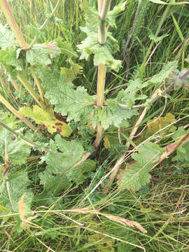 Image of verbena sage