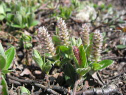 Слика од Salix arctica Pallas