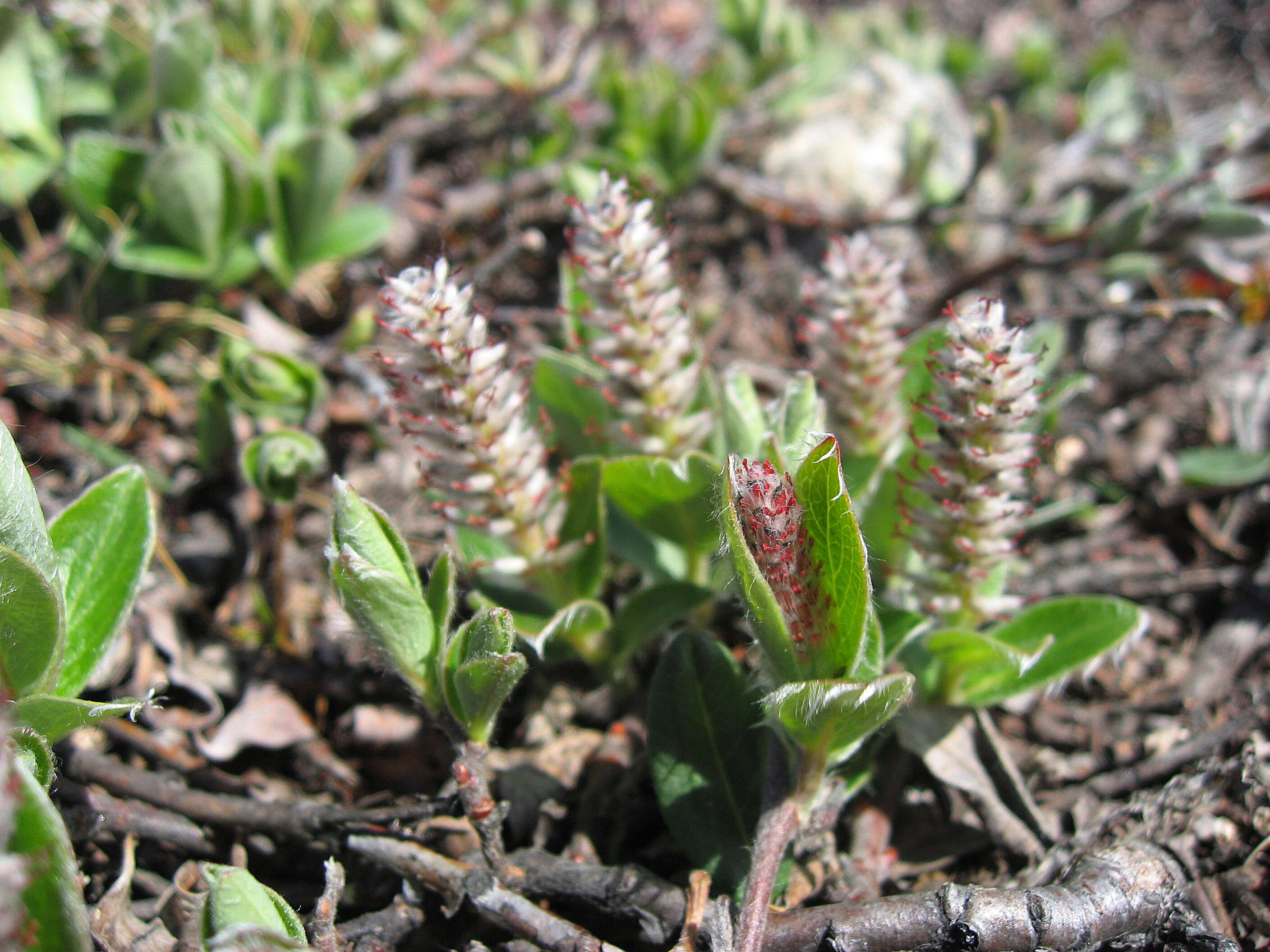 Слика од Salix arctica Pallas