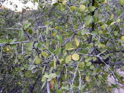 Image of Las Animas nakedwood