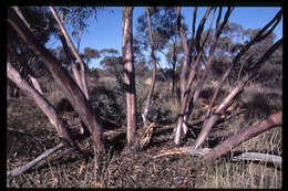 Plancia ëd Eucalyptus ebbanoensis subsp. glauciramula L. A. S. Johnson & K. D. Hill