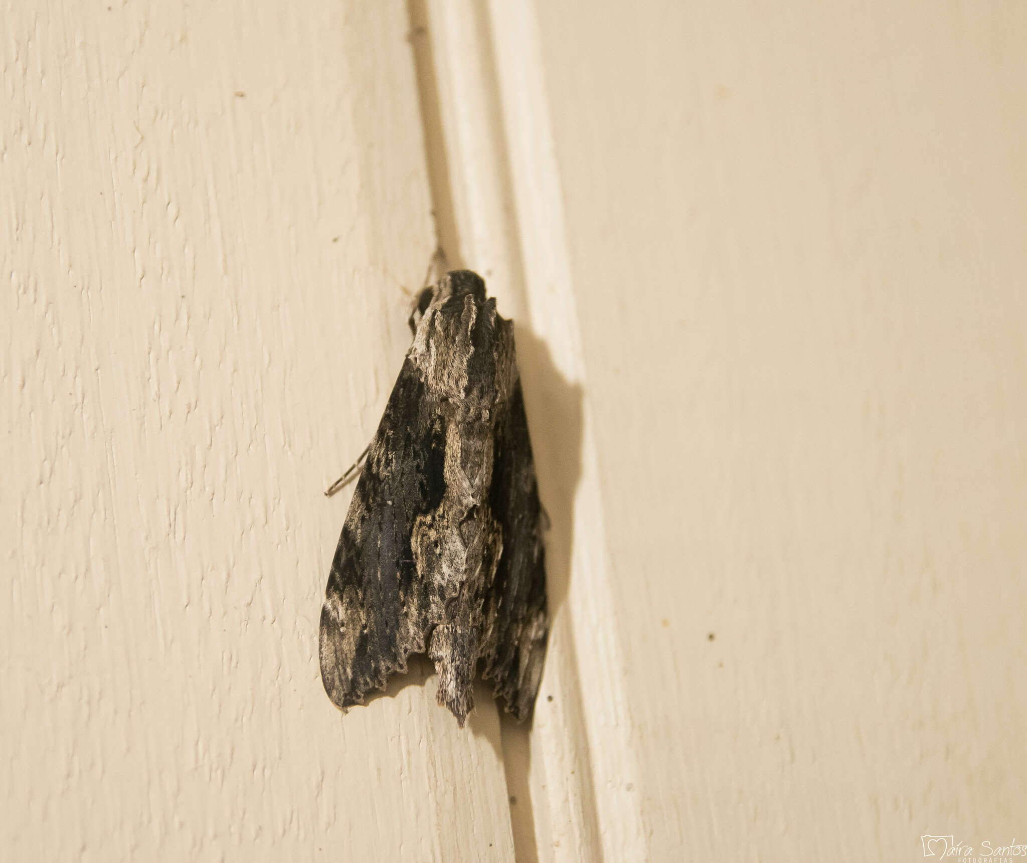 Image of Cramer's Sphinx Moth