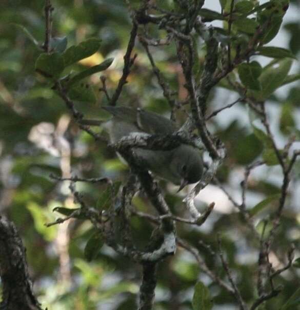 Image of Oahu Amakihi