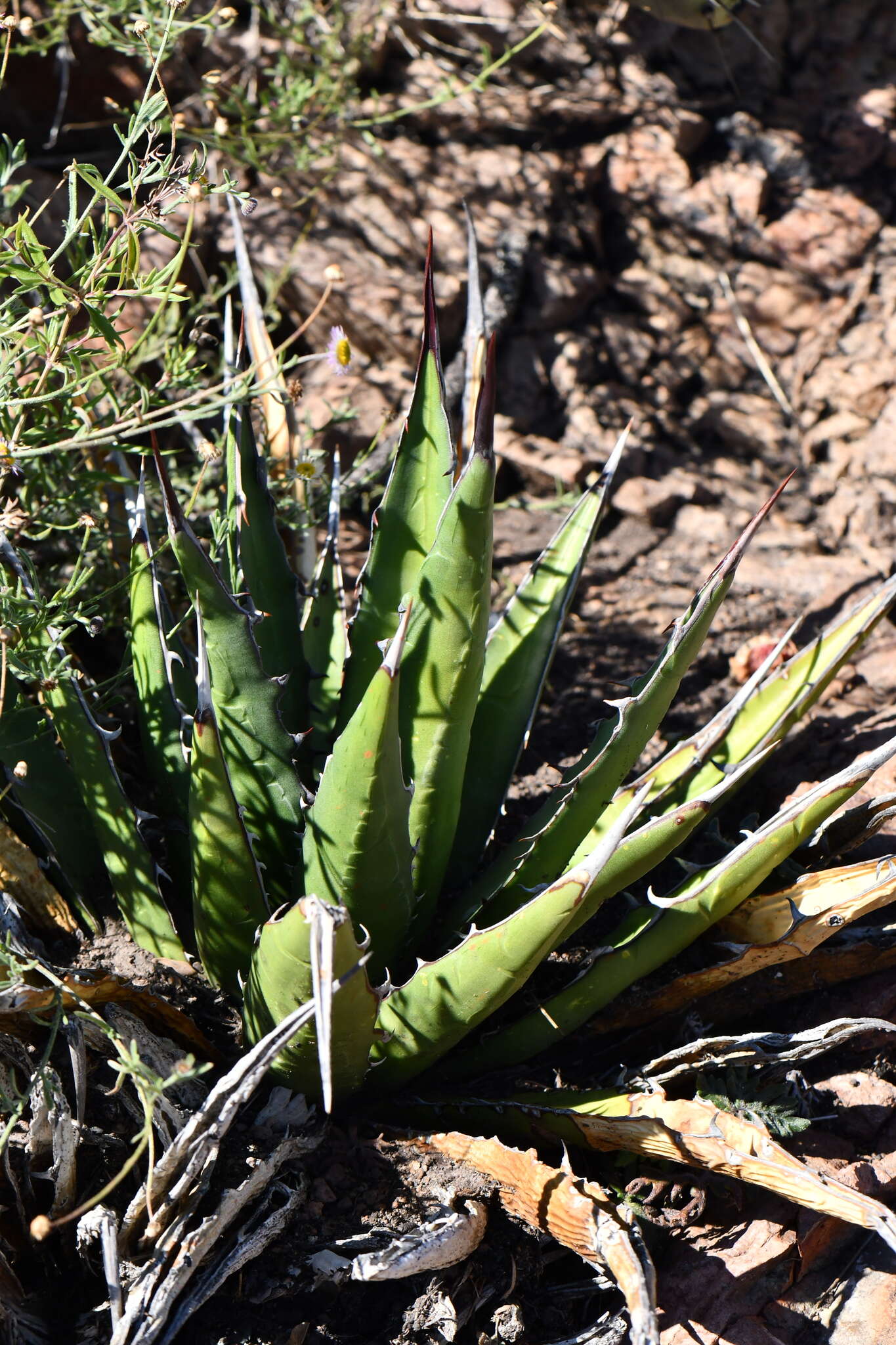 Agave glomeruliflora (Engelm.) A. Berger的圖片