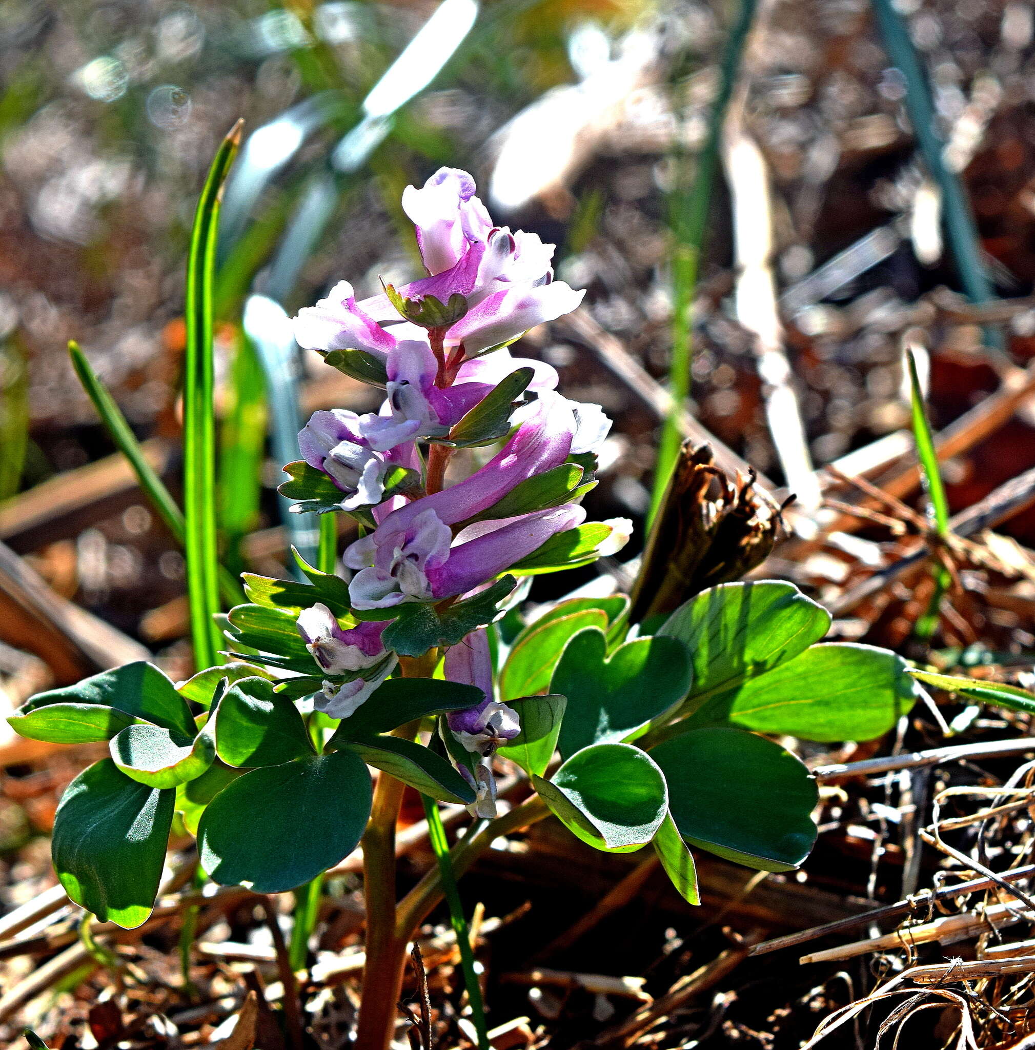 Image of Corydalis pumila (Host) Rchb.