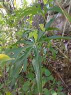 Image of Anthurium podophyllum (Cham. & Schltdl.) Kunth