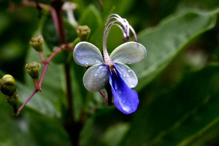 Слика од Rotheca myricoides (Hochst.) Steane & Mabb.