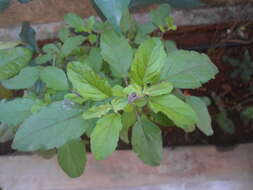 Image of holy basil