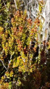 Imagem de Epacris alpina Hook. fil.