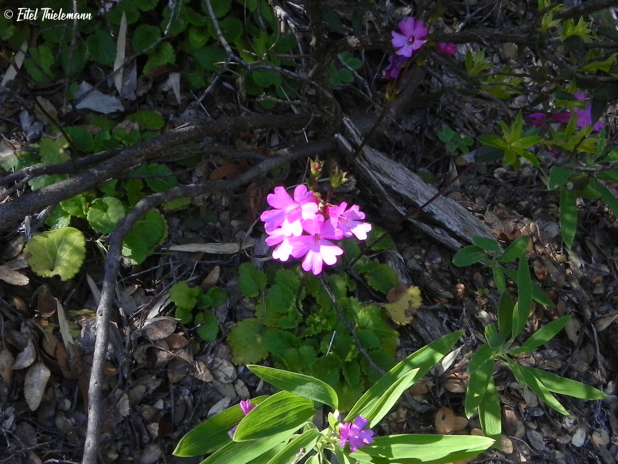 Image de Ourisia alpina Poepp. & Endl.