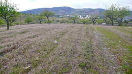 Image of flowering almond