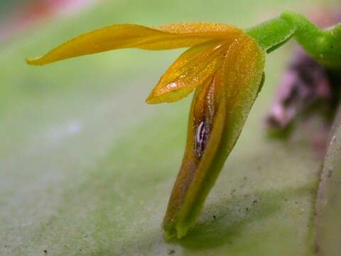 Image of Acianthera binotii (Regel) Pridgeon & M. W. Chase