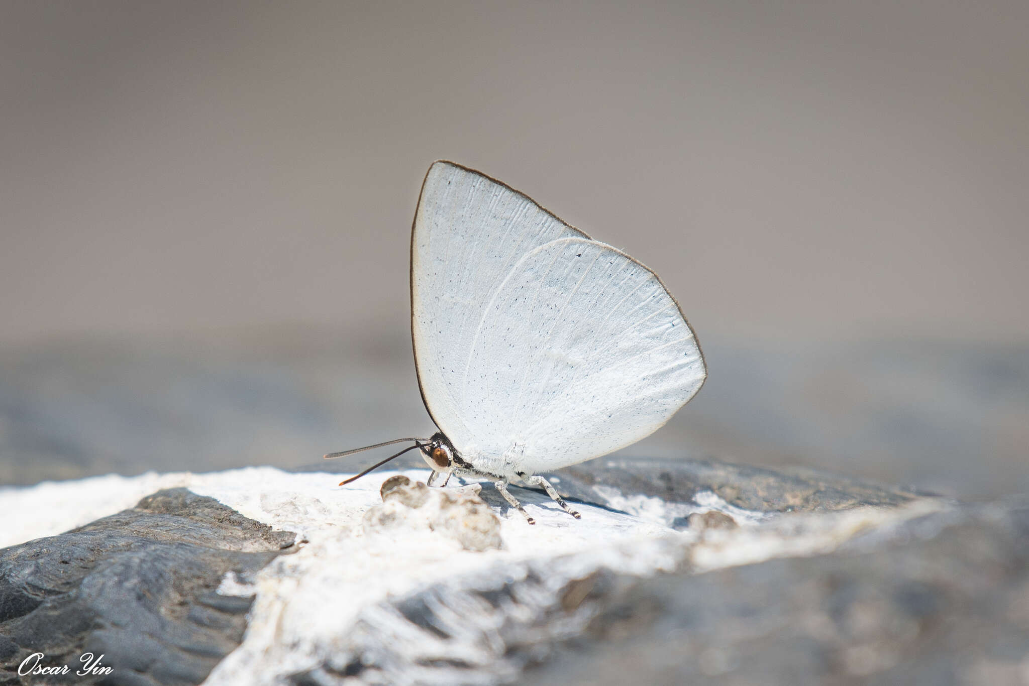 Image of Curetis brunnea Wileman 1909