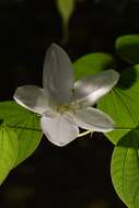 Image of Bauhinia acuminata L.