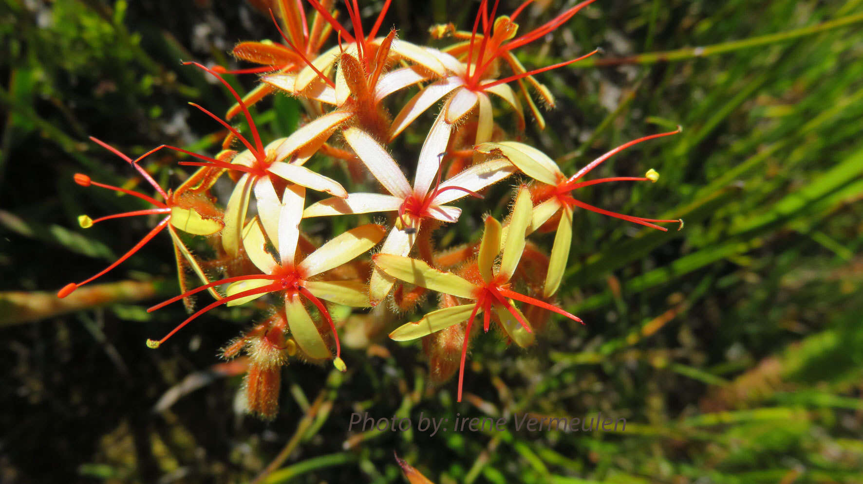 Image of Dilatris viscosa L. fil.