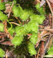 Image of Goebelobryum unguiculatum (Hook. fil. & Taylor) Grolle