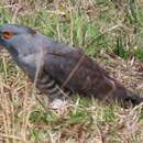 Image of African Cuckoo-Falcon