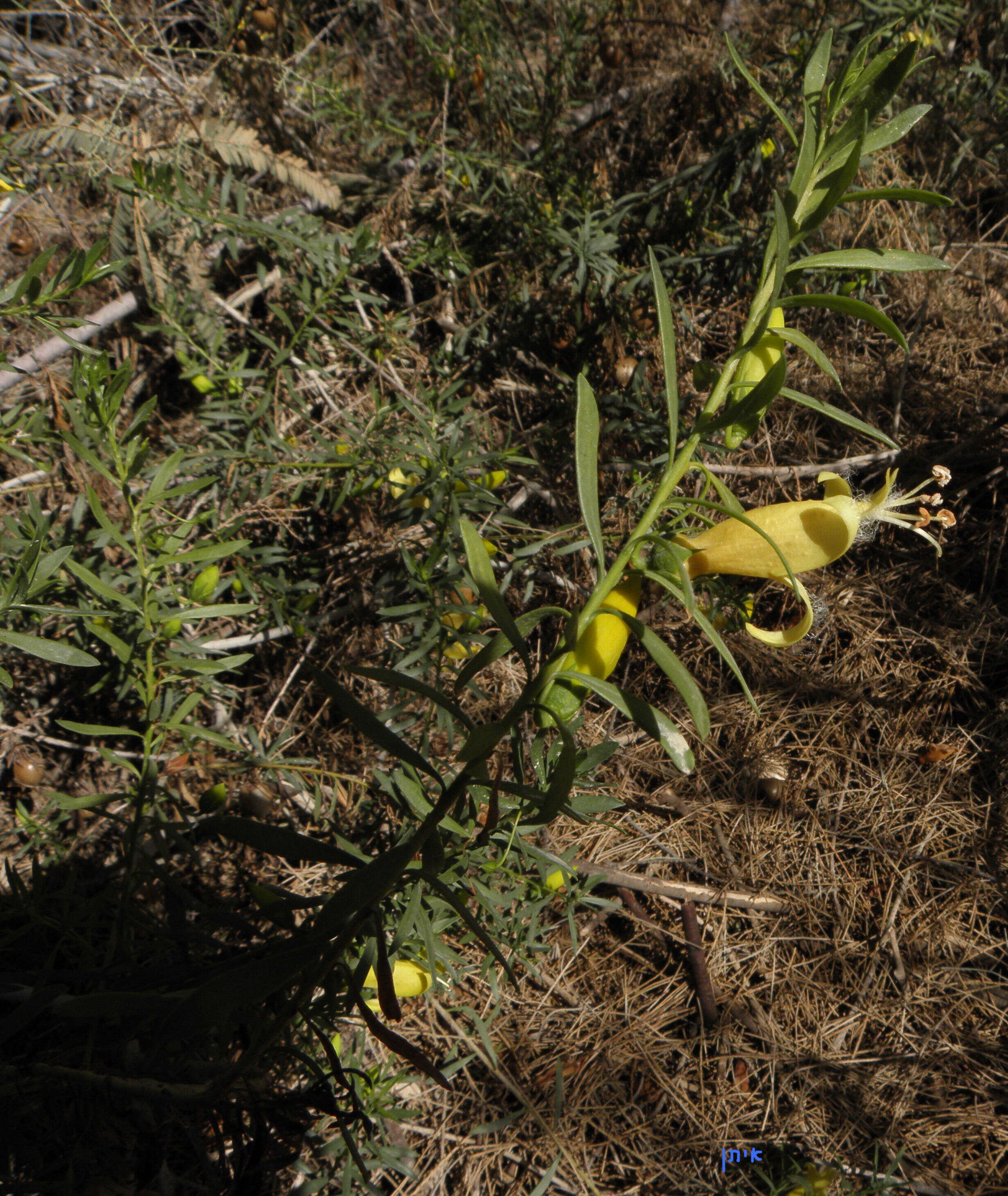 Image of Eremophila maculata (Ker-Gawler) F. Muell.