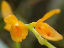 Image of Acianthera pardipes (Rchb. fil.) Pridgeon & M. W. Chase