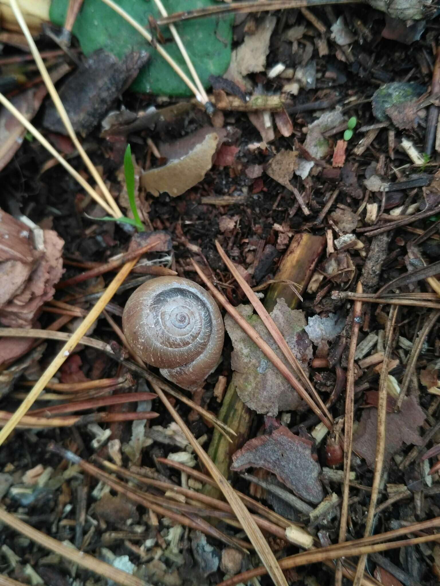 Imagem de Euomphalia Westerlund 1889