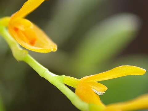 Image of Acianthera pardipes (Rchb. fil.) Pridgeon & M. W. Chase