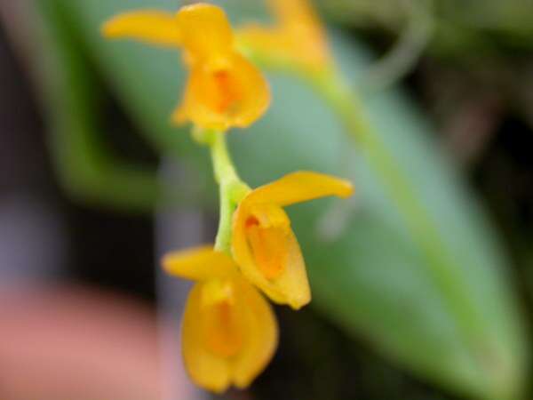 Image of Acianthera pardipes (Rchb. fil.) Pridgeon & M. W. Chase