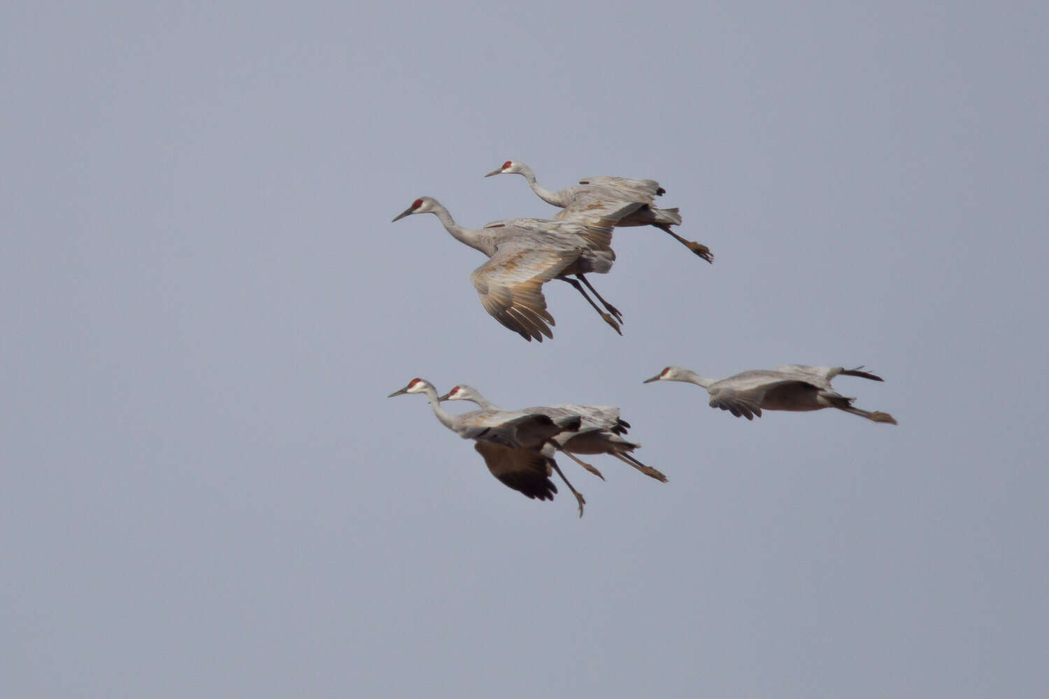 Image of Sandhill Crane