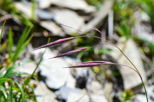 Image of Bromus formosanus Honda