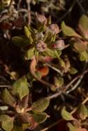 Image of Snow Mountain buckwheat