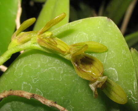 Image of Acianthera pardipes (Rchb. fil.) Pridgeon & M. W. Chase