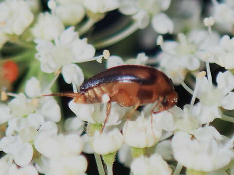 صورة Mordellistena limbalis (Melsheimer 1845)