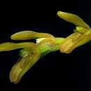 Imagem de Acianthera pardipes (Rchb. fil.) Pridgeon & M. W. Chase