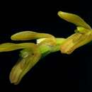 Image de Acianthera pardipes (Rchb. fil.) Pridgeon & M. W. Chase